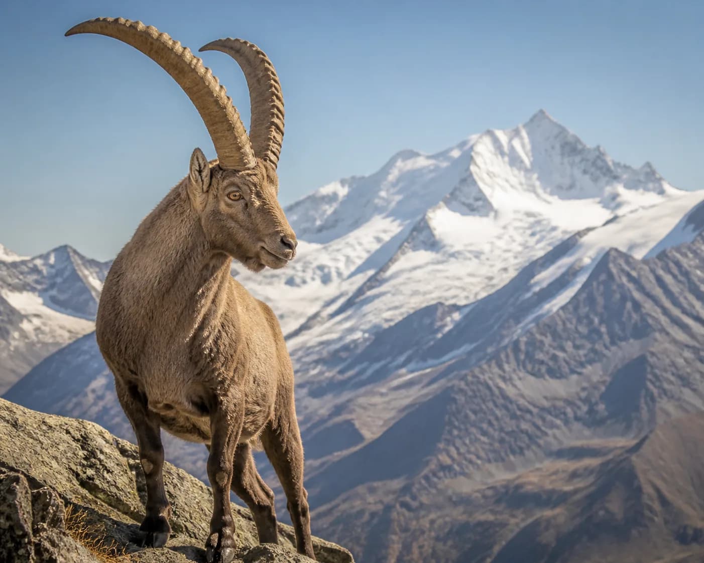 Alpensteinbock vor der vergletscherten Gipfelkulisse des Gran-Paradiso-Massivs